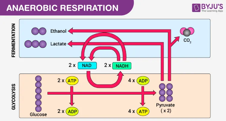 Anaerobic respiration